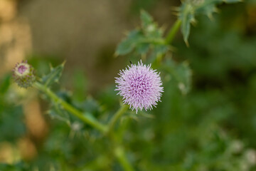 The Bull thistle is a widespread biennial thistle originally from Asia