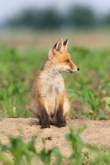 Baby red fox in the corn field