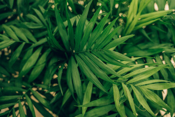  egzotyczne liście palmy, green leaves of the palm treecanary palmgreen background , liść palmy, egzotyczna palma, palm background, liść palmy, piękne liście palmy kanaryjskiej, zielona tekstura © Silesia