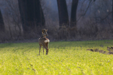 Roe deer on a green meadow in the spring