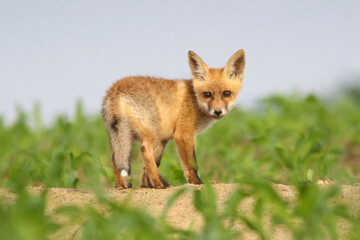Baby red fox in the spring corn field