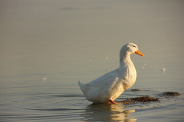 white duck in the water