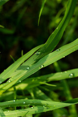 A remarkable backdrop of morning dew on the steep and slender green grass