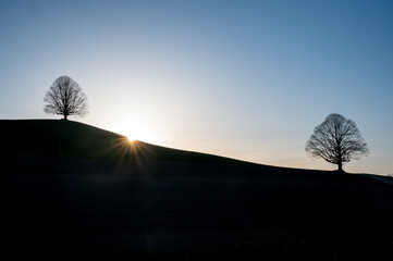 silhouette of two oldgrown trees on a hilly landscape in Emmental