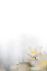 Wood or wild anemone (anemone nemorosa) a common flower here and the absolute beginning of spring