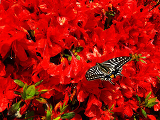butterfly on flower
