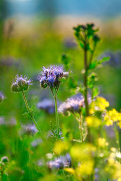 Wild flowers in meadow, sun beam