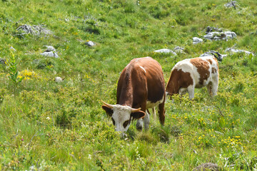 Fototapeta na wymiar Cow grazing at summer green field on mountain