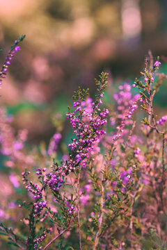 Blooming heather in forest