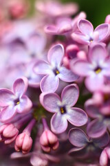 Naklejka na ściany i meble Beautiful lilac. Kiev spring. Garden
