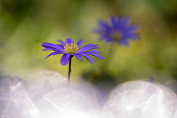Oriental anemone (anemone blanda) blooms together with the common wild anemone.