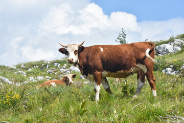 Cow grazing at summer green field on mountain