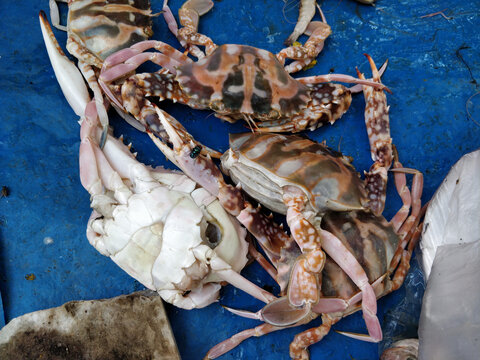 Top View Of Freshly Caught Seafood Displayed On The Wet Market In Mumbai, India