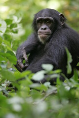 Chimpanzé (pan t. verus) - Western chimpanzee (pan t. verus)