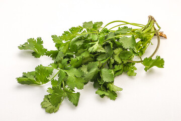 Green coriander or cilanto leaves heap