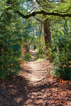 Forest walk on pathway, on footh
