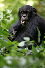 Chimpanzé (pan t. verus) - Western chimpanzee (pan t. verus)
