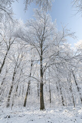 Tree - Winter - Snow