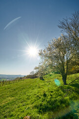 Spring -Sunny Day in Rheinhessen || Lensflare
