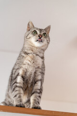 舌を出す猫　サバトラ猫