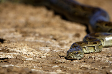 parc national du djoudj - senegal - serpent python