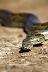 parc national du djoudj - senegal - serpent python