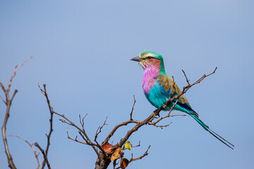 Lilac-breasted roller sits on a branch in South Africa