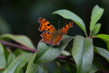 Motyl Rusałka ceik, Polygonia c-album L., z rozłożonymi skrzydłami, siedzący na zielonych liściach drzewa brzoskwini - obrazy, fototapety, plakaty