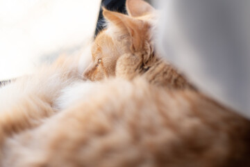 窓辺の猫　茶トラ猫