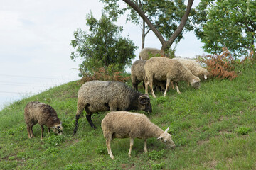 Obraz premium A ram with horns and a sheep with lambs graze on a hill with grass.