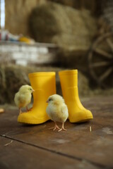 Happy Easter. Group of funny cute yellow chickens in basket