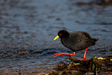 Black Crake walking along the water's edge in South Africa