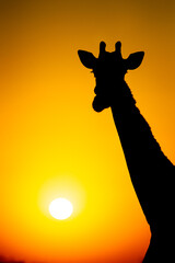 Silhouette of a giraffe against the Golden sunset in South Africa