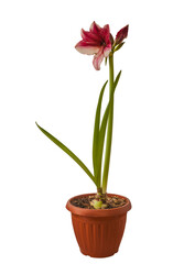 Dark purple Hippeastrum (amaryllis)  Daphne on a white background isolated.
