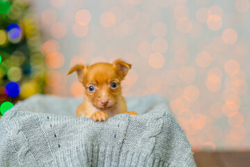 Toy terrier puppy lies in a box with a gray knitted blanket on the background of a Christmas tree in a Santa hat