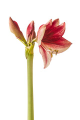 Dark purple Hippeastrum (amaryllis)  Daphne on a white background isolated.