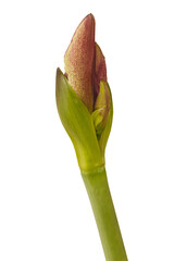 Hippeastrum (amaryllis)  Daphne on a white background isolated.