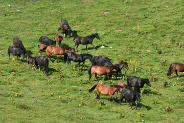 A herd of young horses grazing at summer green field on mountain. Wild horses and foals in the countryside grazing