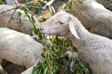 Sheep are eating leaves, medium shot