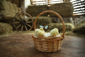 Happy Easter. Group of funny cute yellow chickens in basket