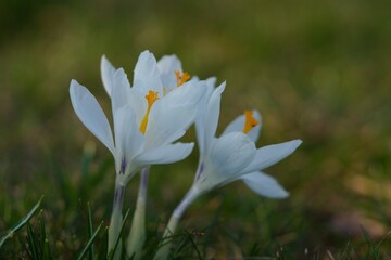 white crocus flowers in the garden