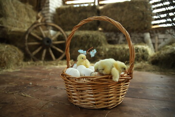 Happy Easter. Group of funny cute yellow chickens in basket