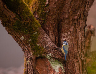 Close up of a blue tit before entering its nest in a tree hollow