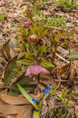 Blooming eastern hellebore on   the spring garden