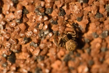 small spider on the wall