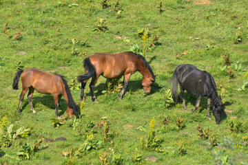 Naklejka na ściany i meble A herd of young horses grazing at summer green field on mountain. Wild horses and foals in the countryside grazing