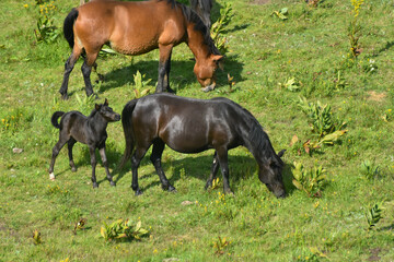 Naklejka na ściany i meble A herd of young horses grazing at summer green field on mountain. Wild horses and foals in the countryside grazing