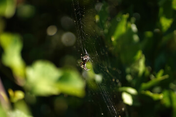 spider on tree leaf