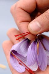 close up of Sardinian saffron flower and pistil called zafferano di San Gavino typical product of Sardinia Island