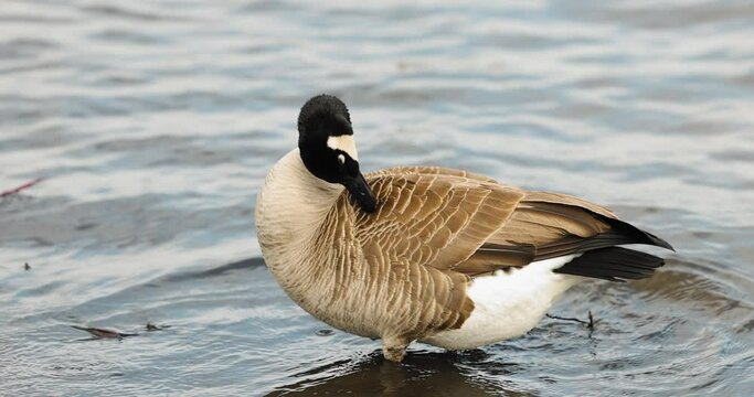 Canadian goose cleans it self in the wavy shallow waters of the Ottawa River.